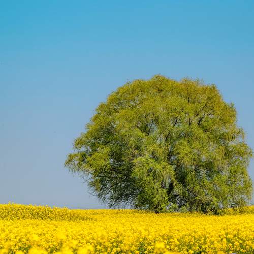 Photo #10646524