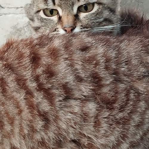Photo #10646593