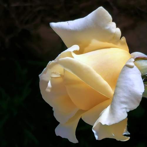 Yellow rose