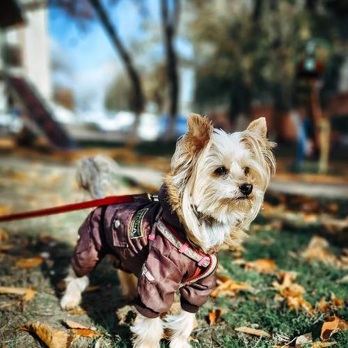 Photo #10649300