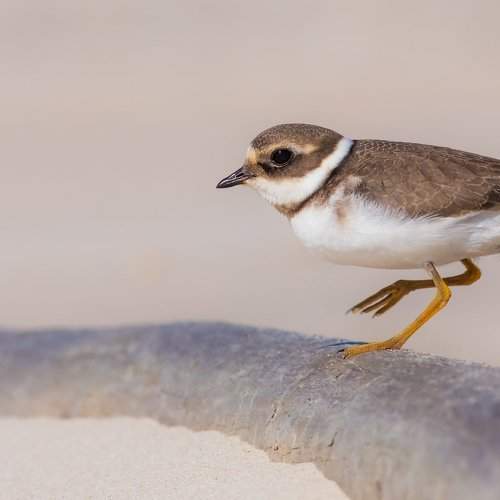 Ringed Plover / Charadrius hiaticula / Галстучник