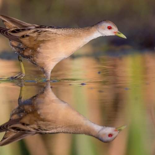 Little crake / Porzana parva / Ма́лый пого́ныш