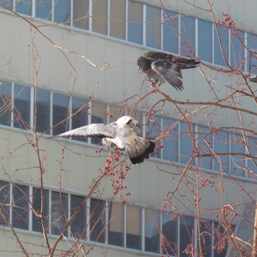 Photo #1069832