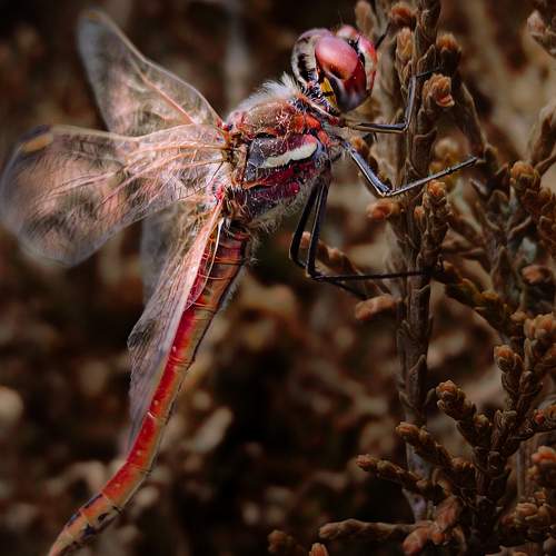 Photo #10650553