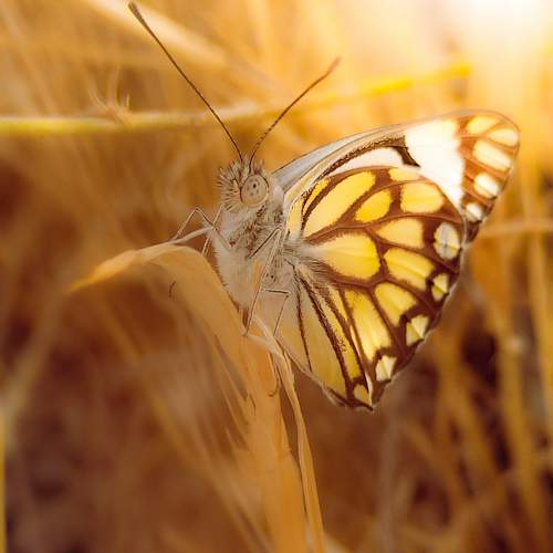 Photo #10650564