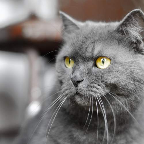 Photo #10650751