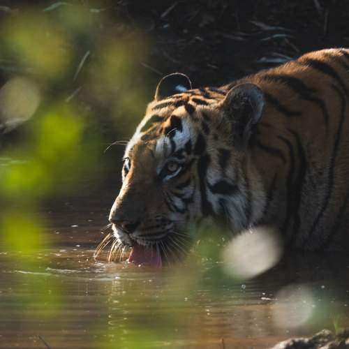 Photo #10650819