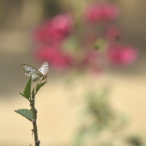 Photo #10651188