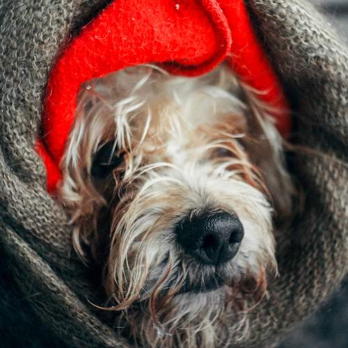 Photo #10651281