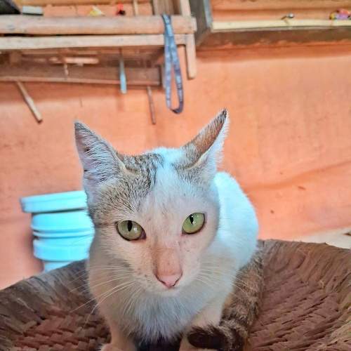 Photo #10651322