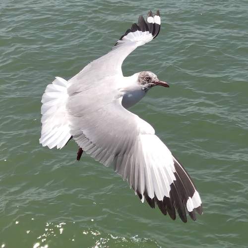 Photo #10651547