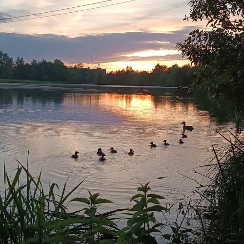Photo #10651669