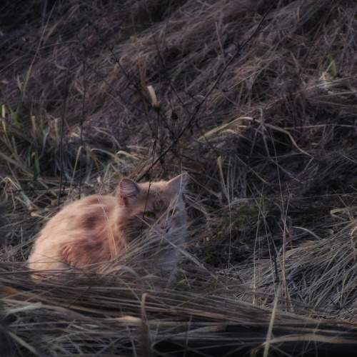 Photo #10652042