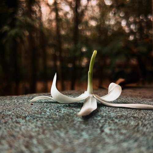 Photo #10652205