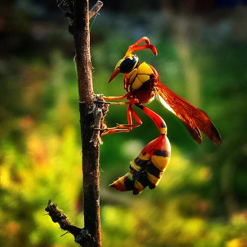 Photo #10652477