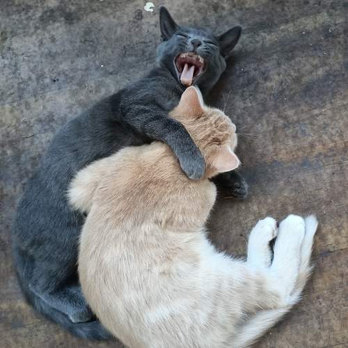 Photo #10652653