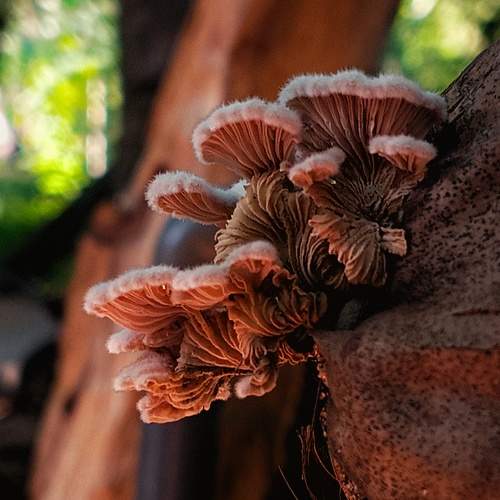 Photo #10652733