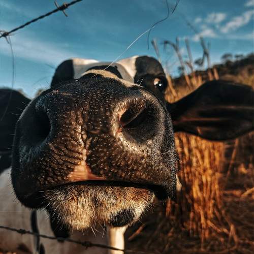 Photo #10653396