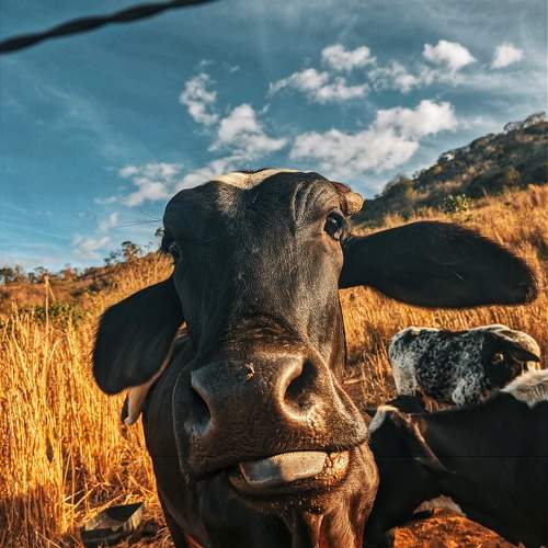 Photo #10653402