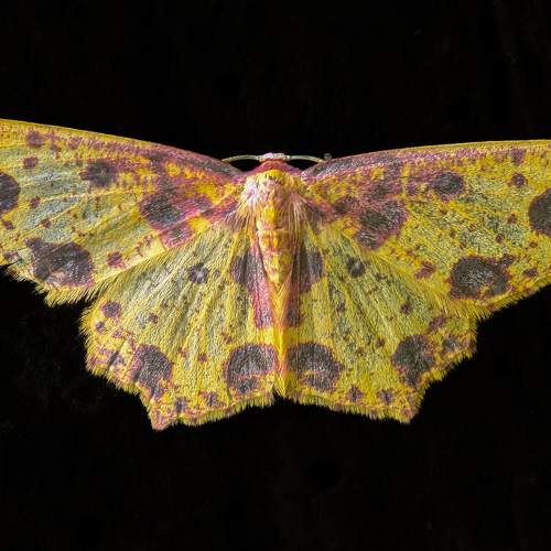 Photo #10653787