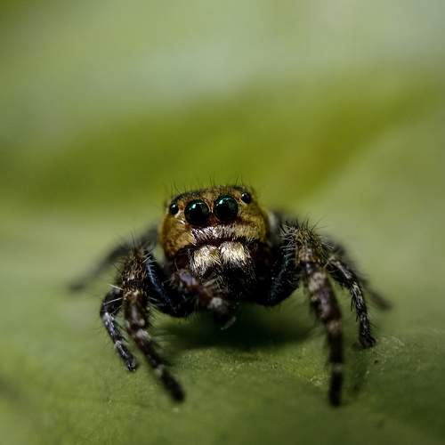 Spider