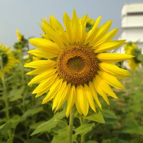 Photo #10655219
