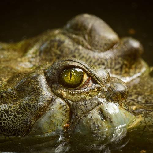 Crocodile eye