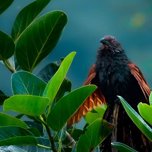 Photo #10655584
