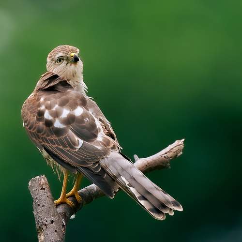 Photo #10655588