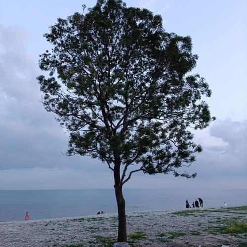 Photo #10655622