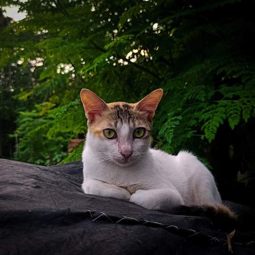 Photo #10655778