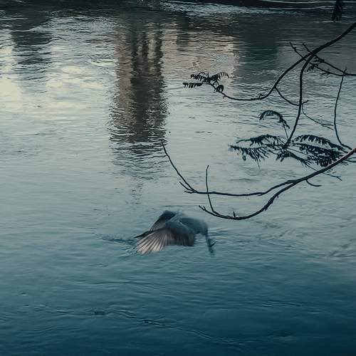 Photo #10655904
