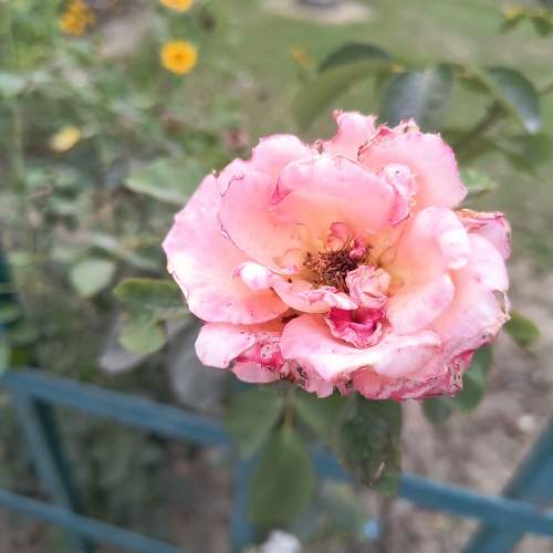 Reflower