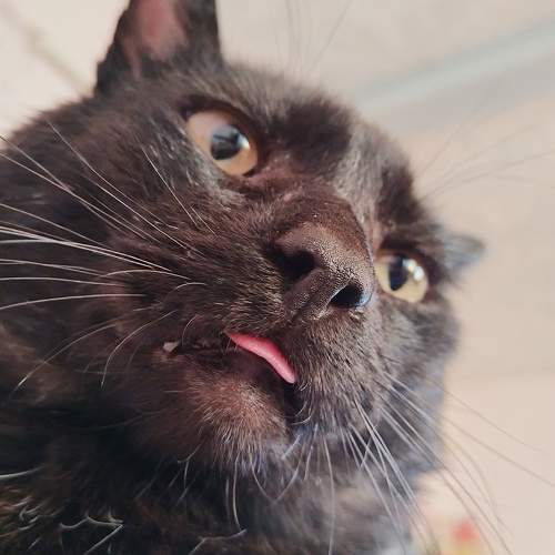 Photo #10656629