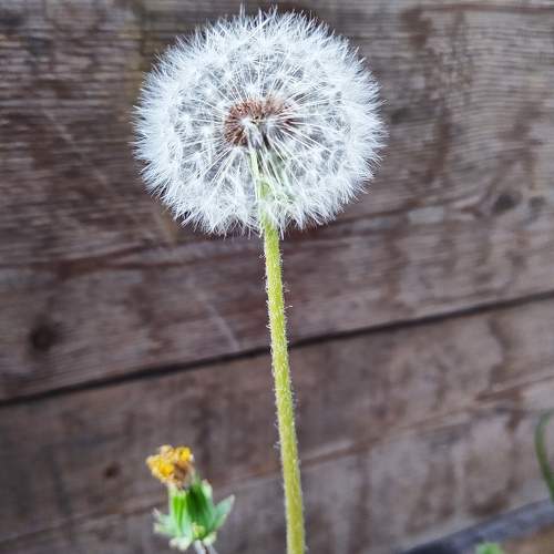 Photo #10656632