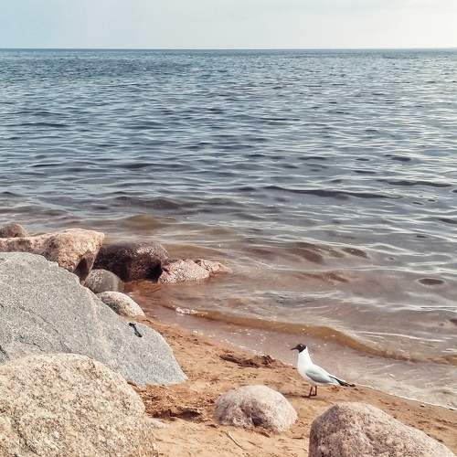 Photo #10656750