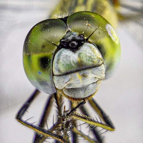 Photo #10656836