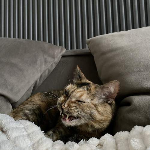 Photo #10656950