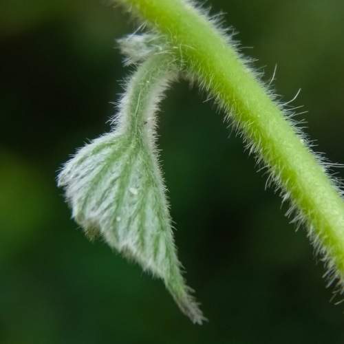 Photo #10656962