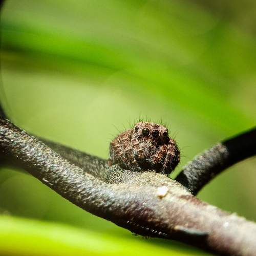 Photo #10657323