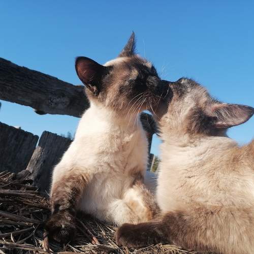 Photo #10657376