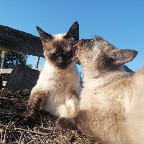 Photo #10657380