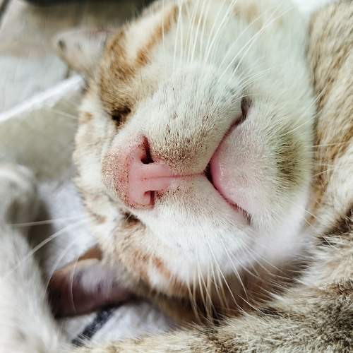 My Dear Pat