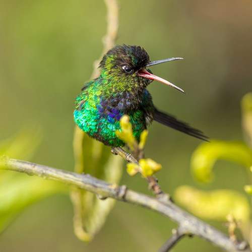 Photo #10657752