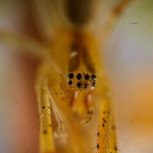 Photo #10657904