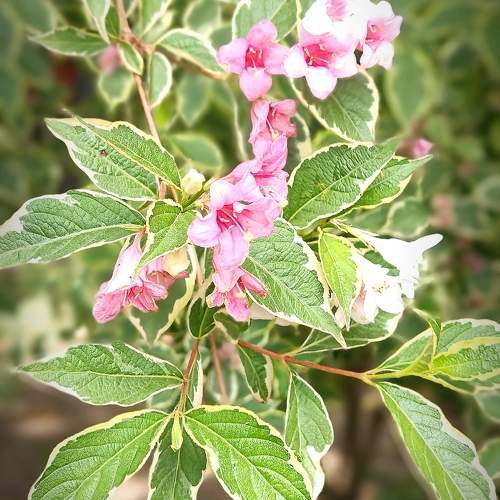 Photo #10657974