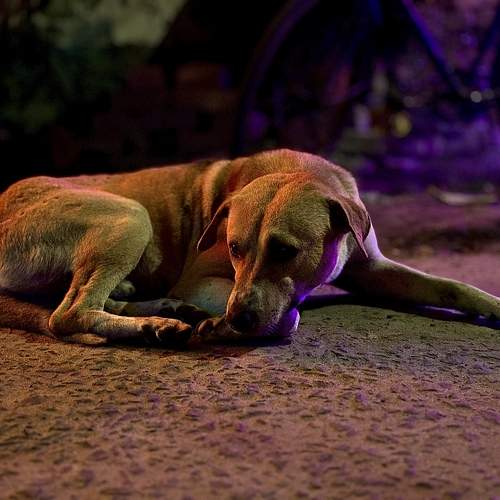 Photo #10658608