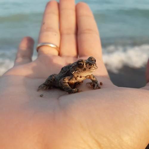 Photo #10658718