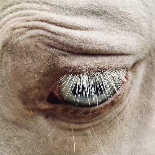 Photo #10658783