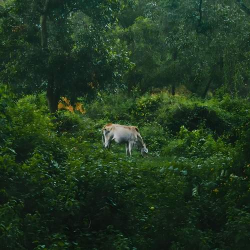 Photo #10658836